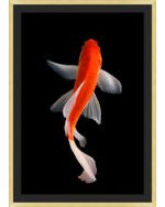 Orange Koi 1 | 32 X 45