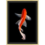 Orange Koi 2 |32 x 45