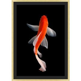 Orange Koi 2 |32 x 45