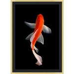 Orange Koi 2 |32 x 45