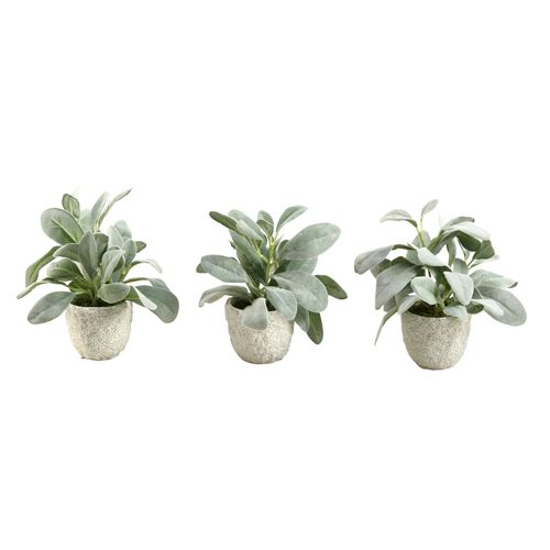 Lamb's Ear In Ceramic Pot