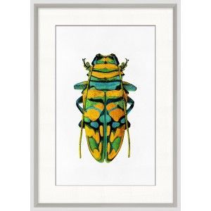 Rainbow Insects 6