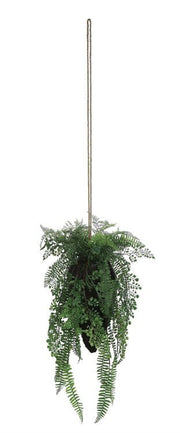 Hanging Fern