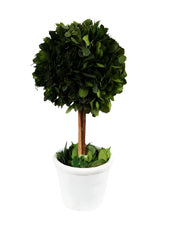 Boxwood Topiary in White Clay Pot