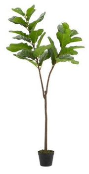 Fiddle-Leaf Fig Tree In Pot