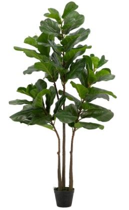 Fiddle-Leaf Fig Tree In Pot