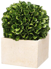 Bali Topiary in Box