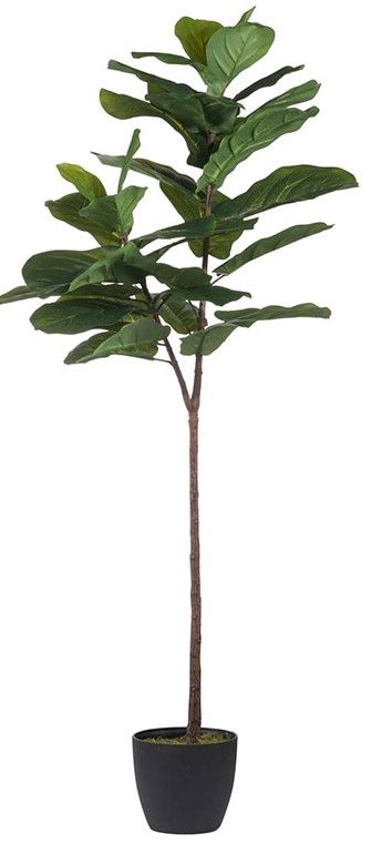 Slim Fiddle-Leaf Fig Tree in Pot 5’