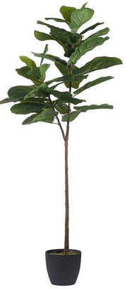 Slim Fiddle-Leaf Fig Tree in Pot 5’