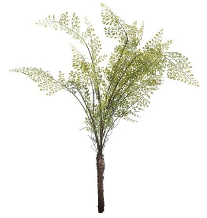 Maidenhair Fern Stem