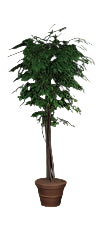 Silver Birch Tree In Black Washed Container