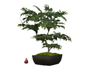 Tabletop Ming Aralia